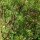 Jara estepa (Cistus incanus ssp. tauricus) semillas