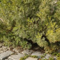 Abrótano macho (Artemisia abrotanum) semillas