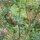 Abrótano macho (Artemisia abrotanum) semillas