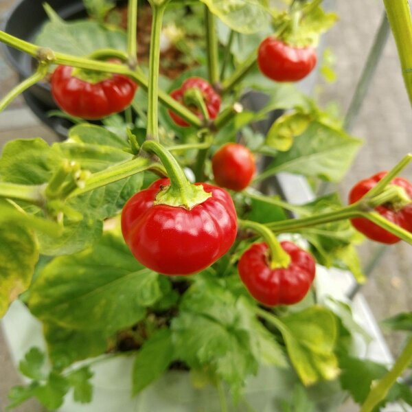 Chile suave "Paradiso"  (Capsicum frutescens) orgánico semillas