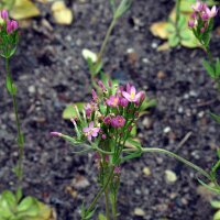 Centaura menor (Centaurium erythraea) orgánica...