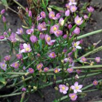 Centaura menor (Centaurium erythraea) orgánica...