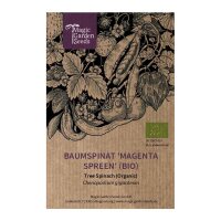 Quelite gigante "Magenta Spreen" (Chenopodium giganteum) orgánico semillas