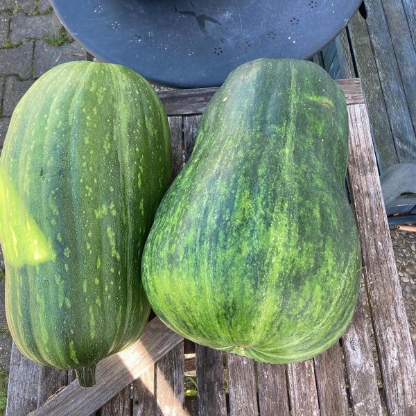 Calabaza "Lunga di Napoli" (Cucurbita moschata) orgánica semillas