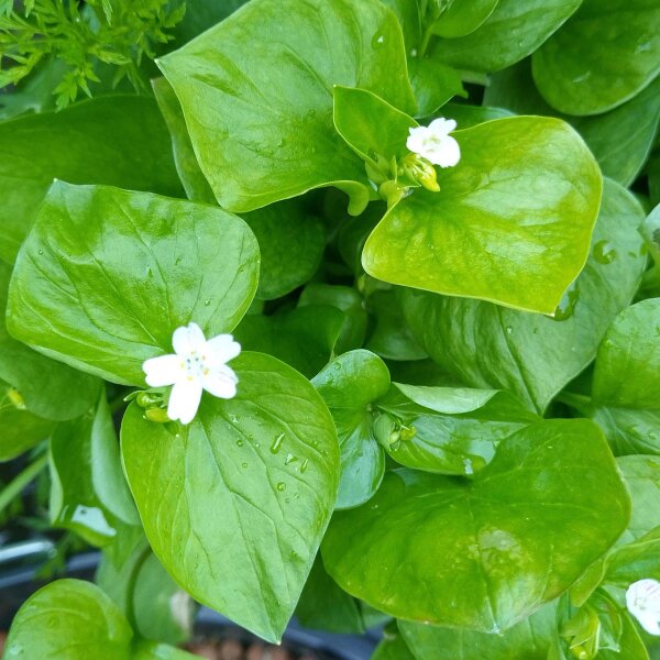 Belleza siberiana de primavera (Montia sibirica) semillas