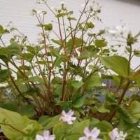 Belleza siberiana de primavera (Montia sibirica) semillas