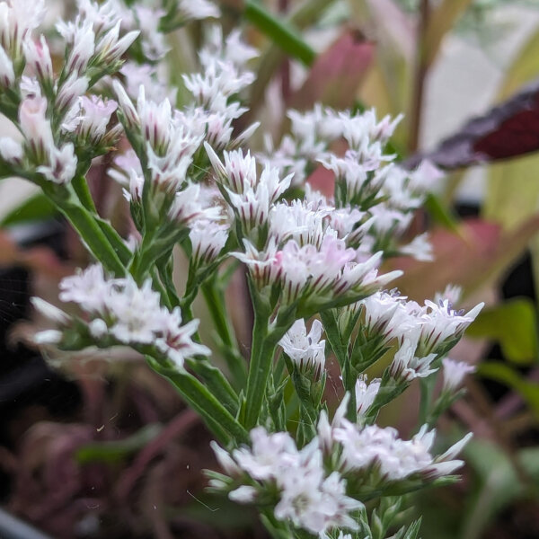 German Statice (Limonium tataricum) semillas