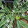 German Statice (Limonium tataricum) semillas