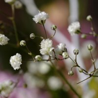 Babys Breath (Gypsophila paniculata) semillas