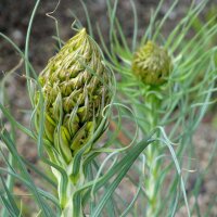 Kings Spear (Asphodeline lutea) semillas