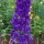 Espuela de caballero "Magic Fountains-Dark Blue Dark Bee" (Delphinium cultorum) semillas