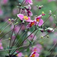 Anémona del Japón (Anemone hupehensis var....