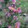 Anémona del Japón (Anemone hupehensis var. japonica) semillas