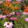 Youth-And-Age / Common Zinnia Dahlia Flowered-Mix (Zinnia elegans) semillas