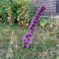 Liátride (Liatris spicata) semillas