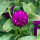 Globe Amaranth / Bachelors Button (Gomphrena globosa) semillas