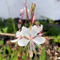 White Gaura (Gaura lindheimeri) semillas