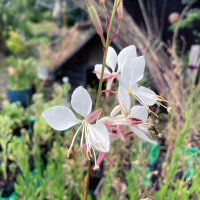 White Gaura (Gaura lindheimeri) semillas