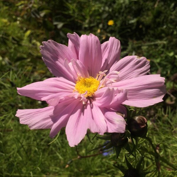 Cosmos / Mirasol “Pink” (Cosmos bipinnatus) semillas