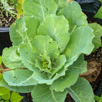 May Savoy Cabbage Bloemendaalse Gele (Brassica oleracea...