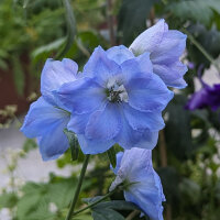 Espuela de caballero "Magic Fountains-Sky Blue, White Bee" (Delphinium cultorum) semillas