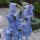 Espuela de caballero "Magic Fountains-Sky Blue, White Bee" (Delphinium cultorum) semillas