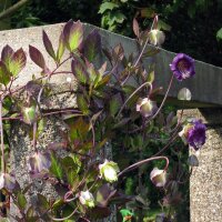 Hiedra morada (Cobaea scandens) semillas