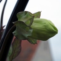 Hiedra morada (Cobaea scandens) semillas