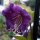 Hiedra morada (Cobaea scandens) semillas