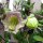 Hiedra morada (Cobaea scandens) semillas