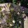 Hiedra morada (Cobaea scandens) semillas