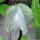 Hiedra morada (Cobaea scandens) semillas