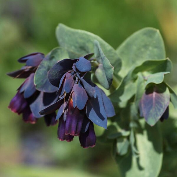 Ceriflor mayor/ Palomera Purpurascens (Cerinthe major) semillas