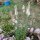 Button Snakewort (Liatris spicata) semillas