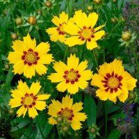 Lance-leaved Coreopsis Sterntaler (Coreopsis lanceolata)...