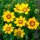 Lance-leaved Coreopsis Sterntaler (Coreopsis lanceolata) semillas