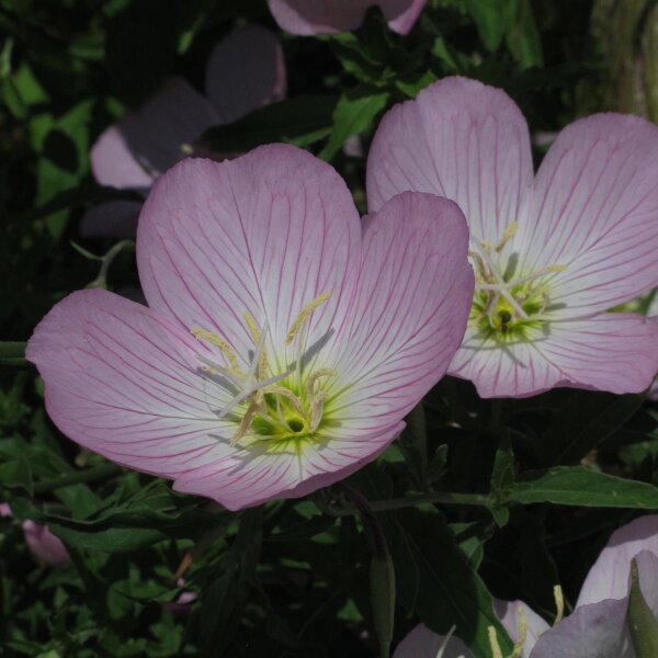 Onagra rosada (Oenothera speciosa) semillas