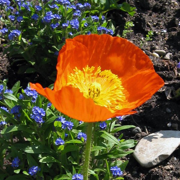 Amapola de Islandia (Papaver nudicaule) semillas