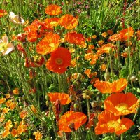 Amapola de Islandia (Papaver nudicaule) semillas