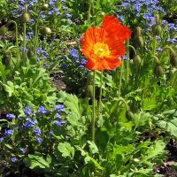 Amapola de Islandia (Papaver nudicaule) semillas