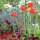 Amapola de Islandia (Papaver nudicaule) semillas