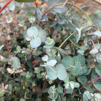 Cider Gum (Eucalyptus gunnii) semillas