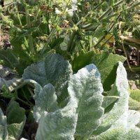 Salvia blanca  Artemis (Salvia argentea)