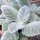 Salvia blanca  Artemis (Salvia argentea)