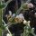 Salvia blanca  Artemis (Salvia argentea)