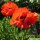 Amapola oriental "Allegro" (Papaver orientale) semillas
