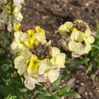 Alhelí amarillo Ivory White (Erysimum cheiri) semillas