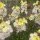 Alhelí amarillo Ivory White (Erysimum cheiri) semillas