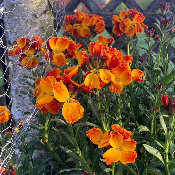 Alhelí amarillo Goliath Brown (Erysimum cheiri) semillas