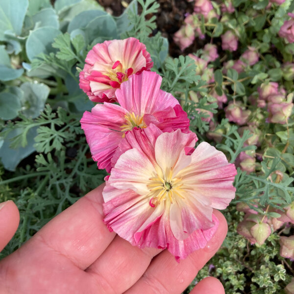 Amapola de California “Rose Chiffon” (Eschscholzia californica) semillas